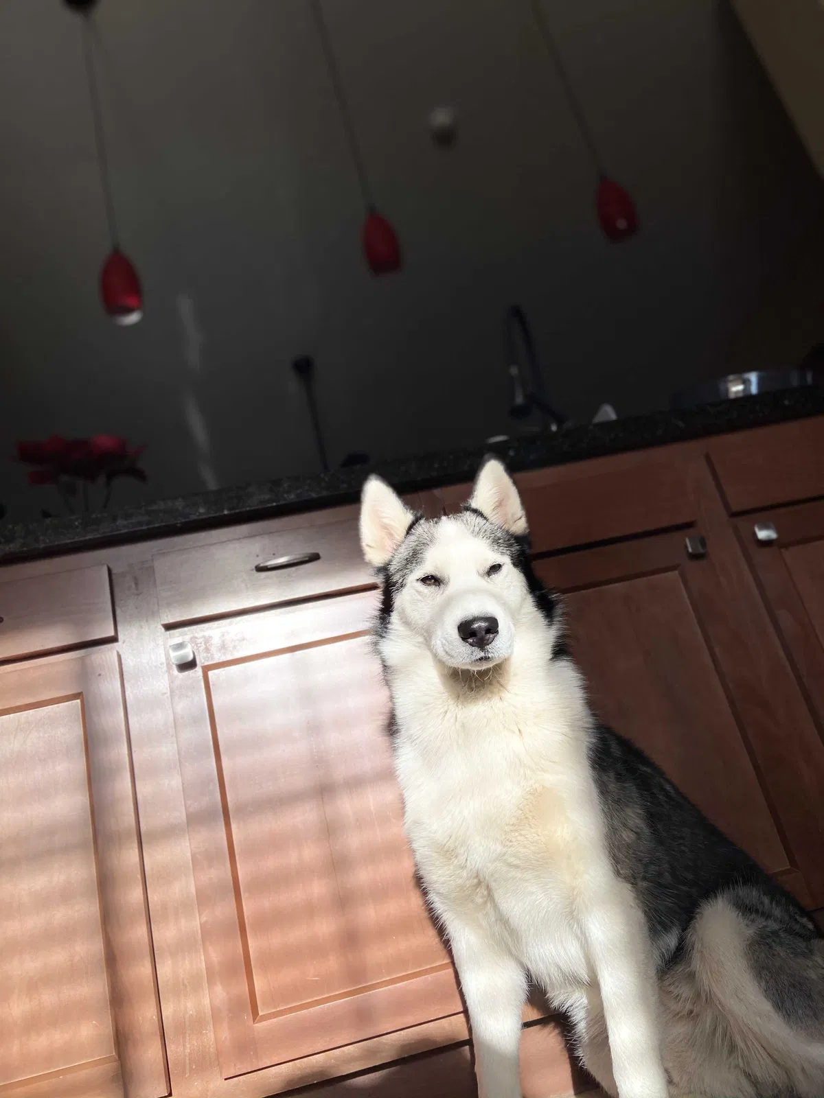 Lost dog in Desert Hot Springs, CA, 92240
