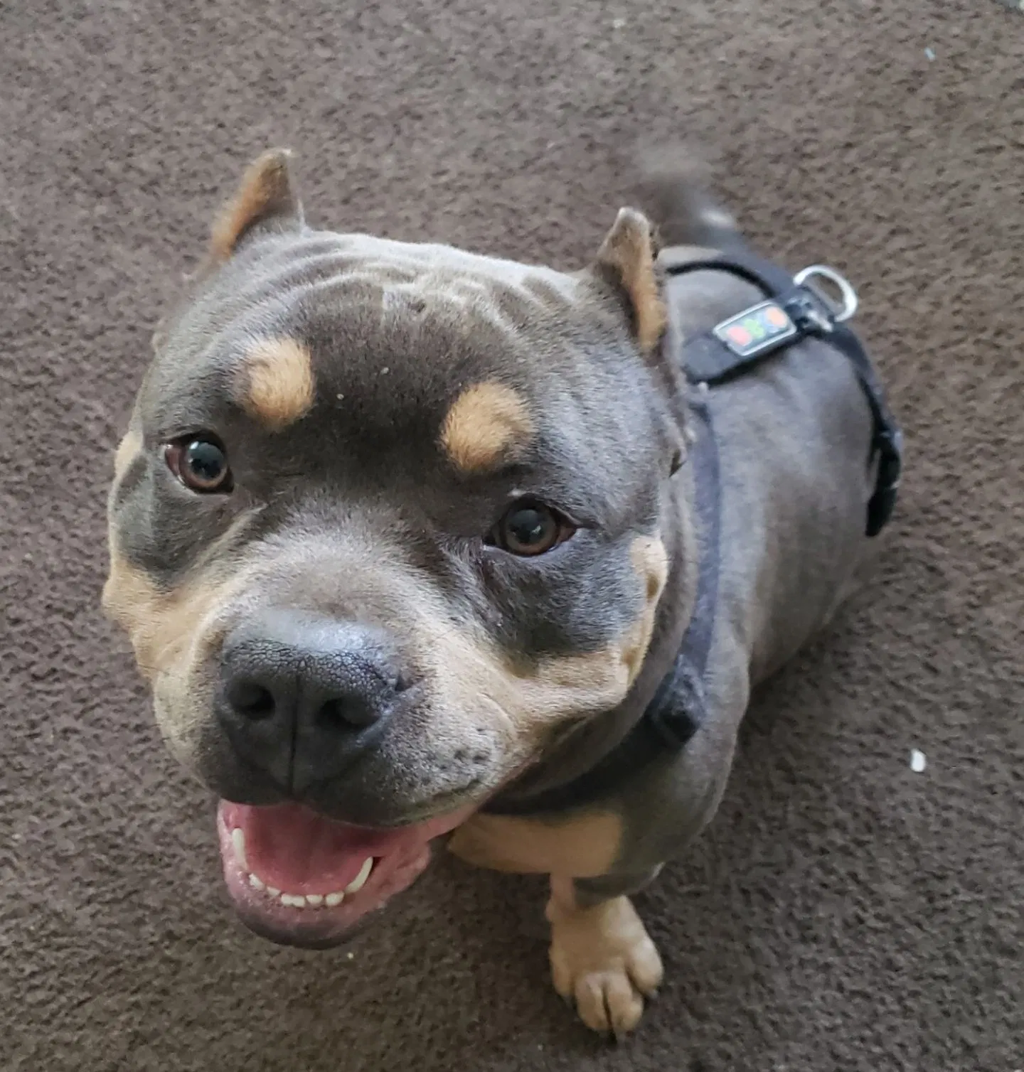 Lost dog in San Bernardino, CA, 92407