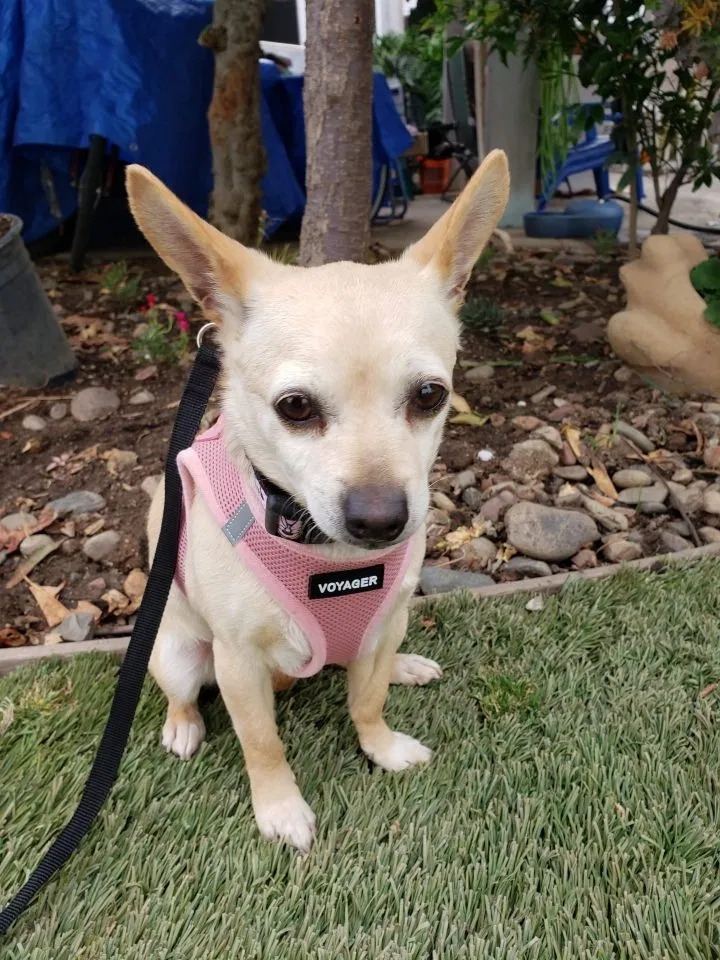 Lost dog in Oxnard, CA, 93035