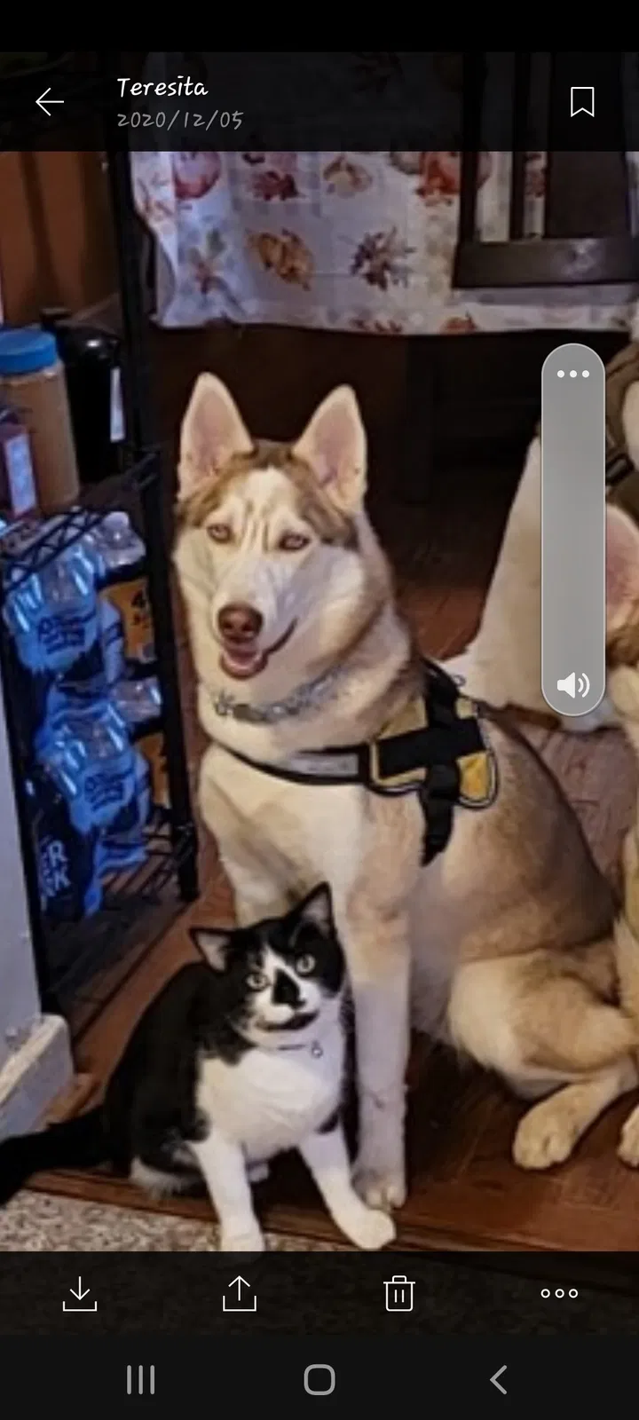 Lost dog in Pennsauken, NJ, 8110
