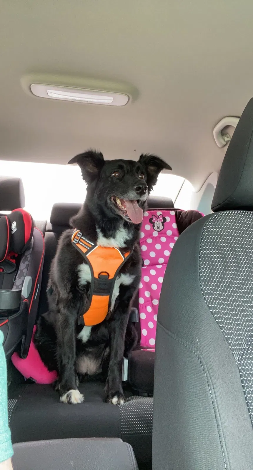 Lost dog in Roanoke, TX, 76262