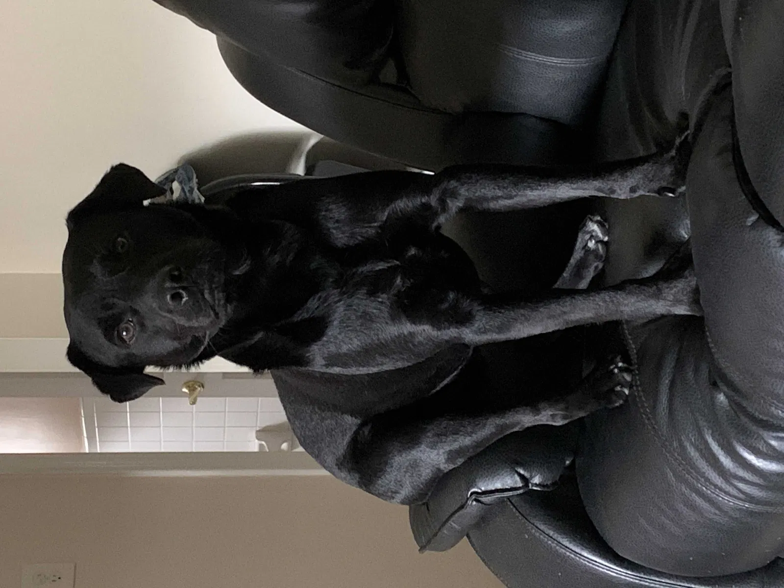 Lost dog in Warren, MI, 48089