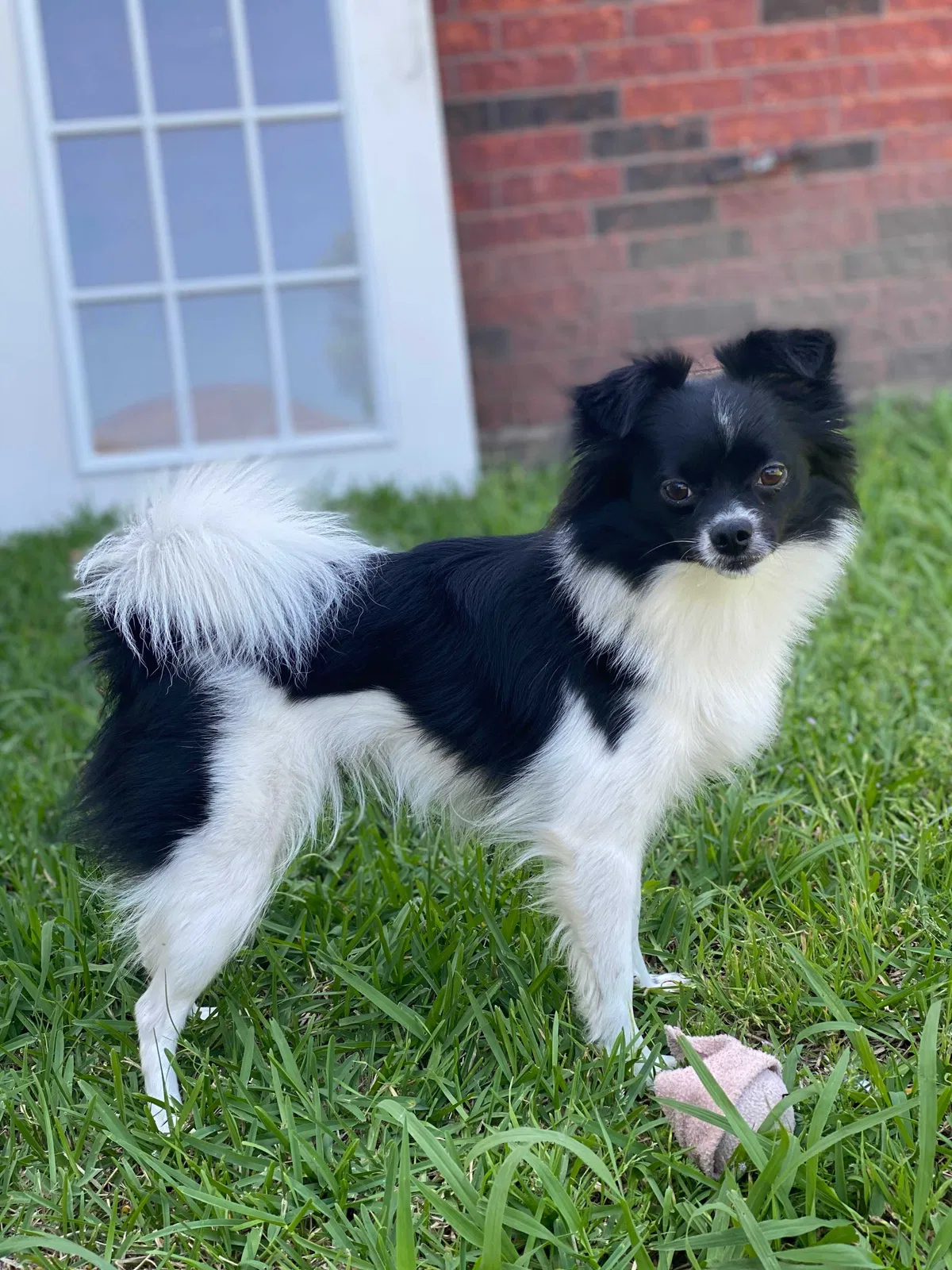 Lost dog in Grand Prairie, TX, 75052