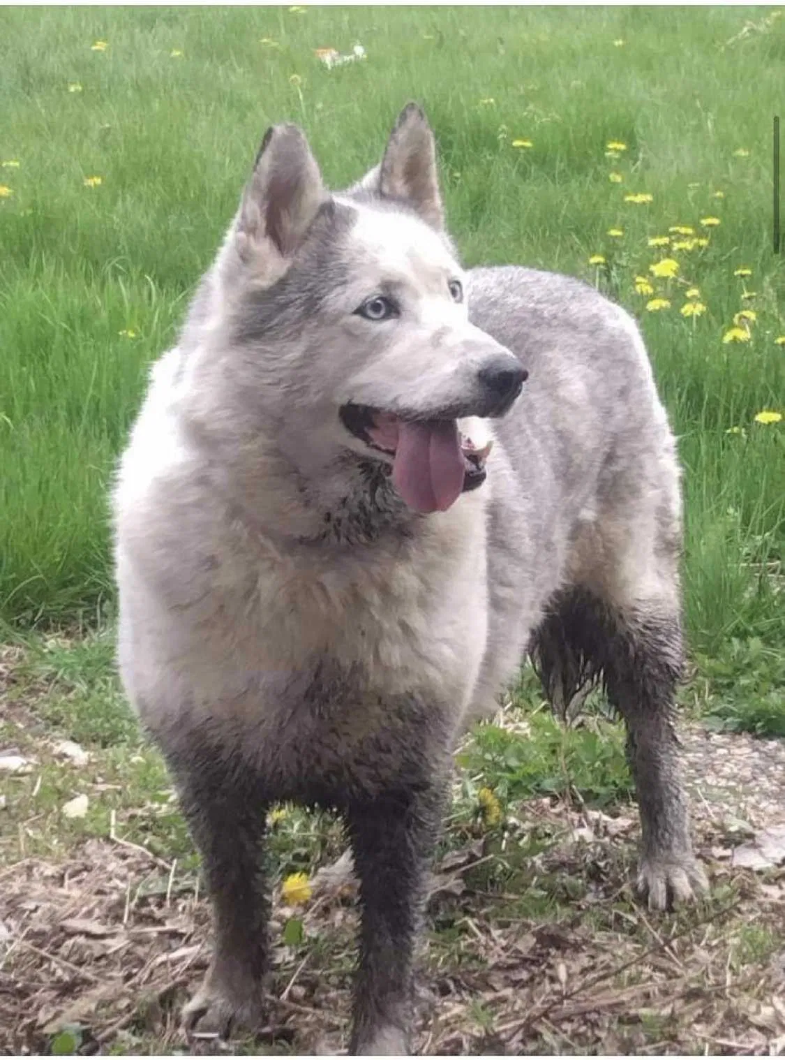 Lost dog in Scandinavia, WI, 54977