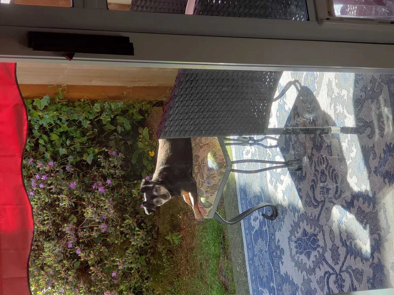 Lost dog in Lynnwood, WA, 98036