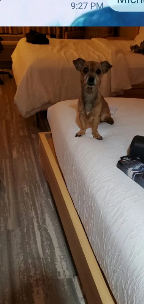 Lost dog in Denton, TX, 76209