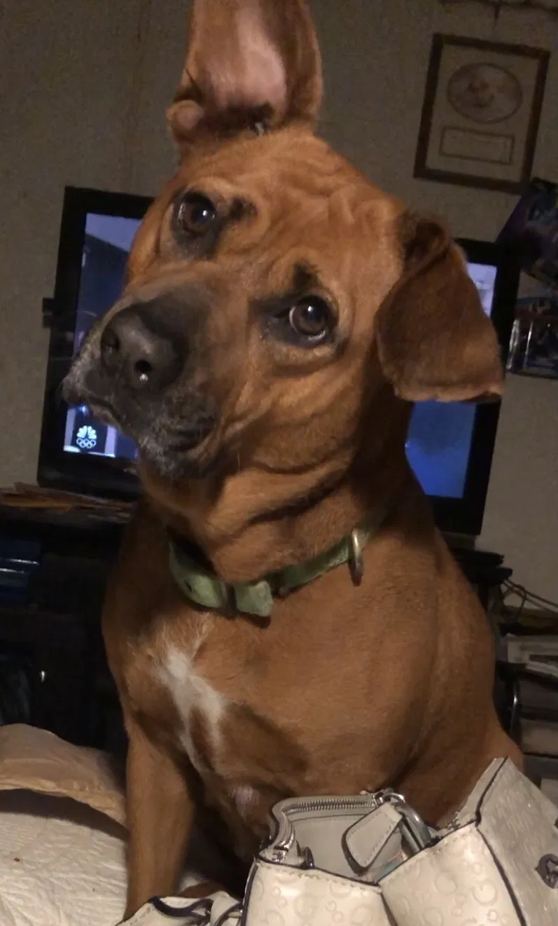 Lost dog in Dayton, TX, 77535