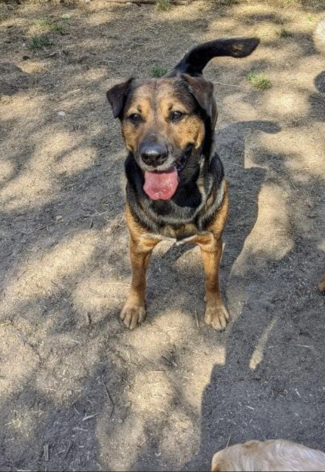 Lost dog in Cougar, WA, 98616
