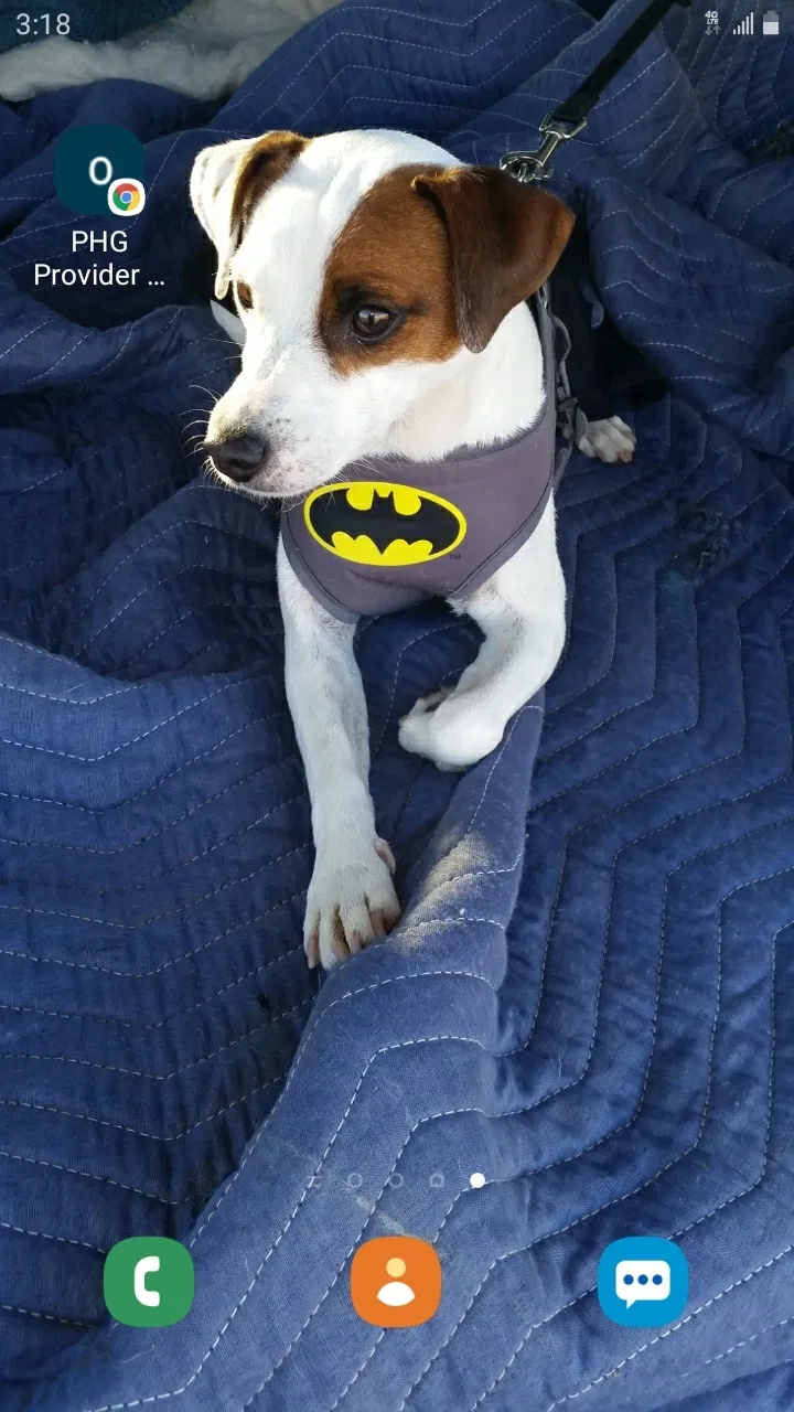 Lost dog in Placitas, NM, 87043