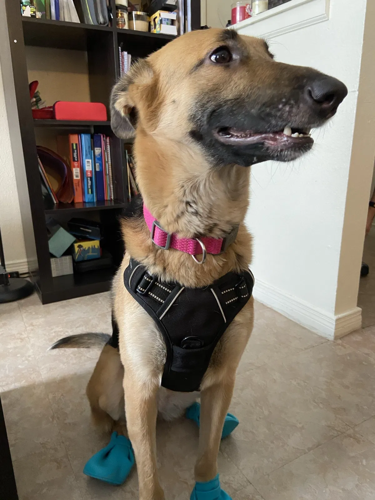 Lost dog in El Paso, TX, 79912