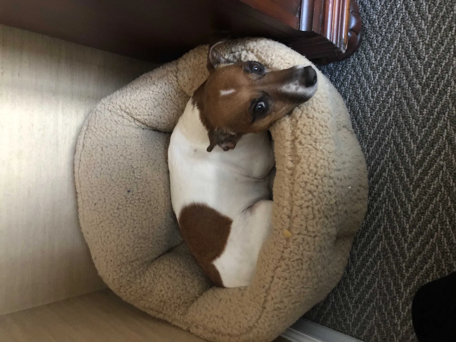 Lost dog in Blackwood, NJ, 8012