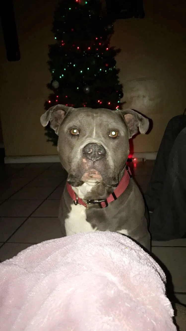 Lost dog in Sacramento, CA, 95822