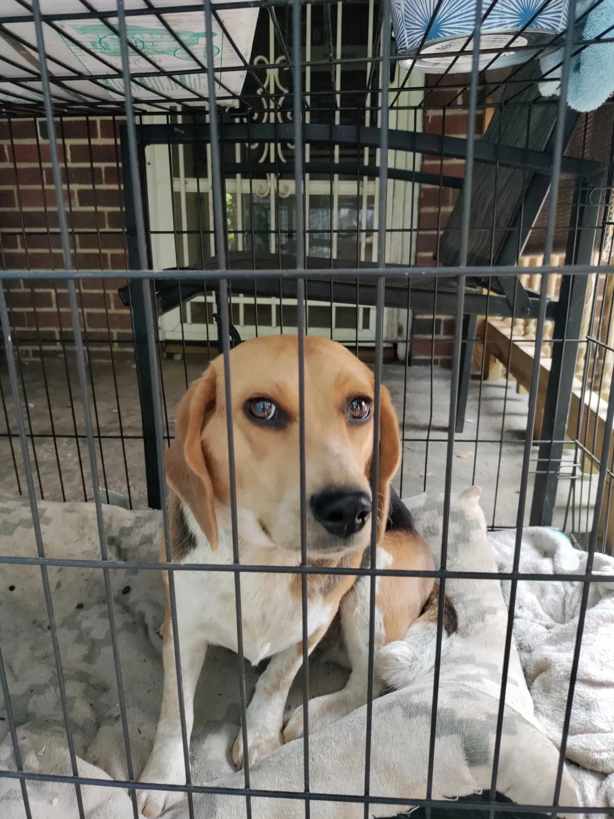 Lost dog in Columbia, SC, 29203