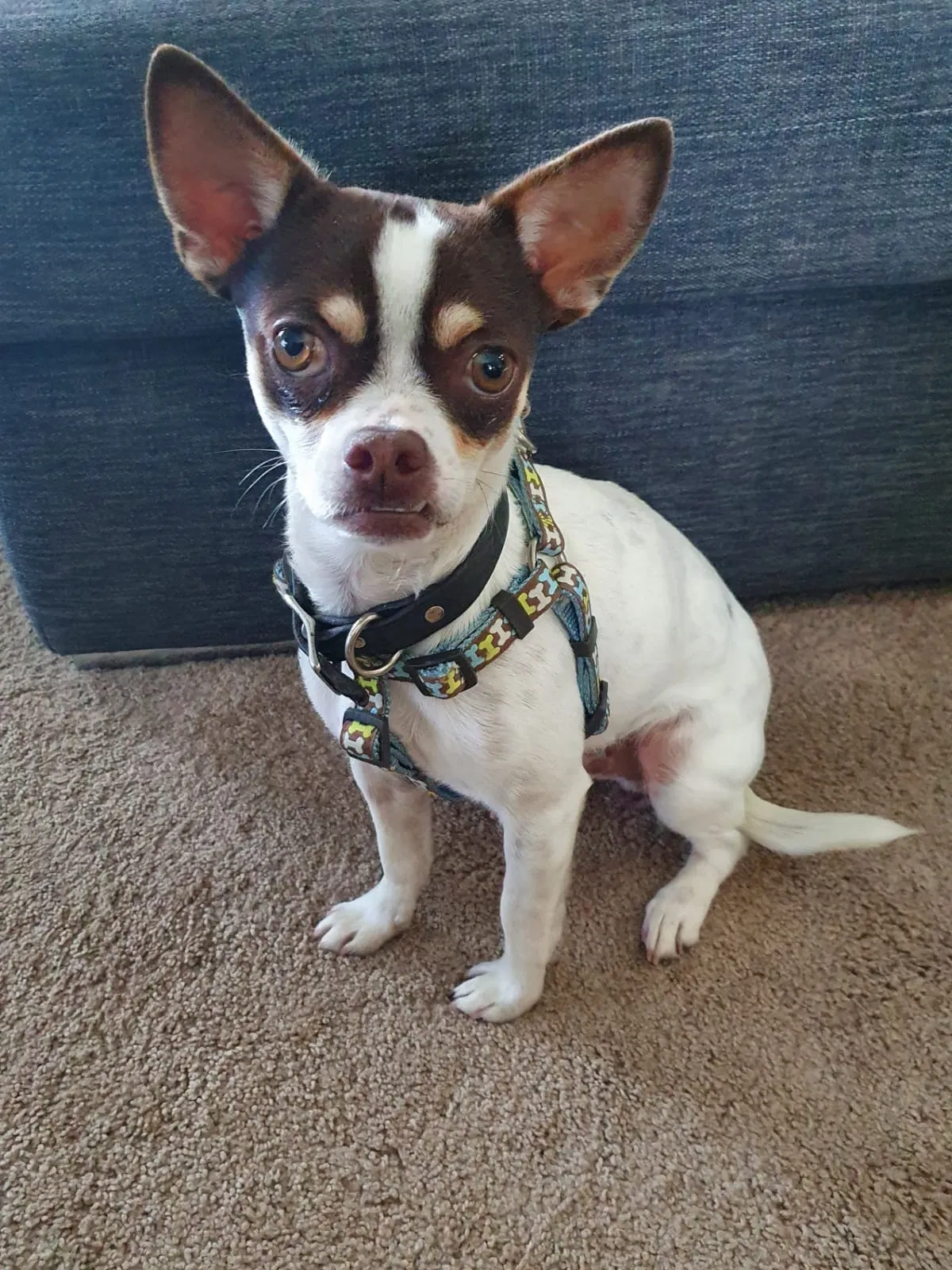 Lost dog in Harker Heights, TX, 76548