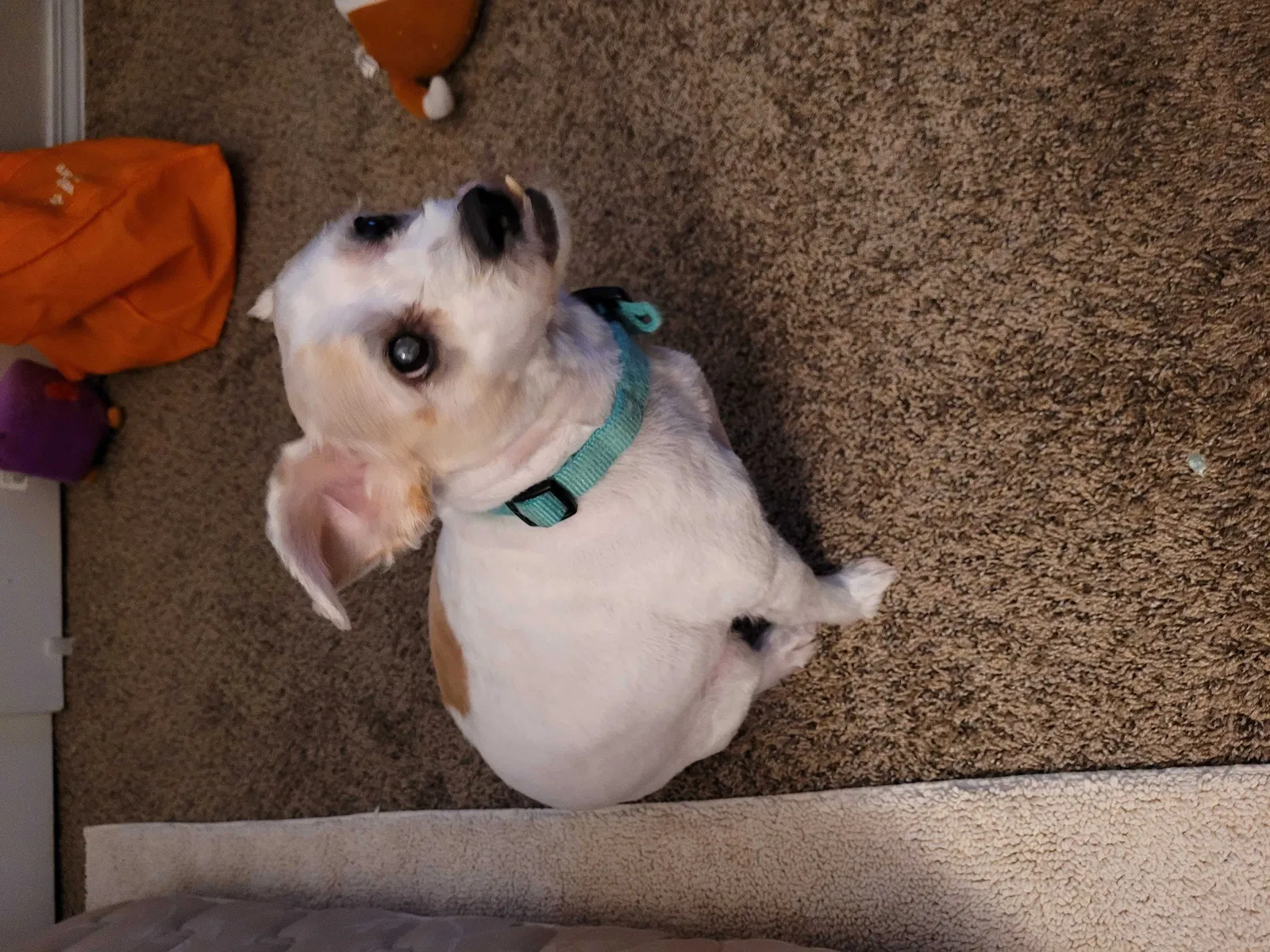 Lost dog in Albuquerque, NM, 87120
