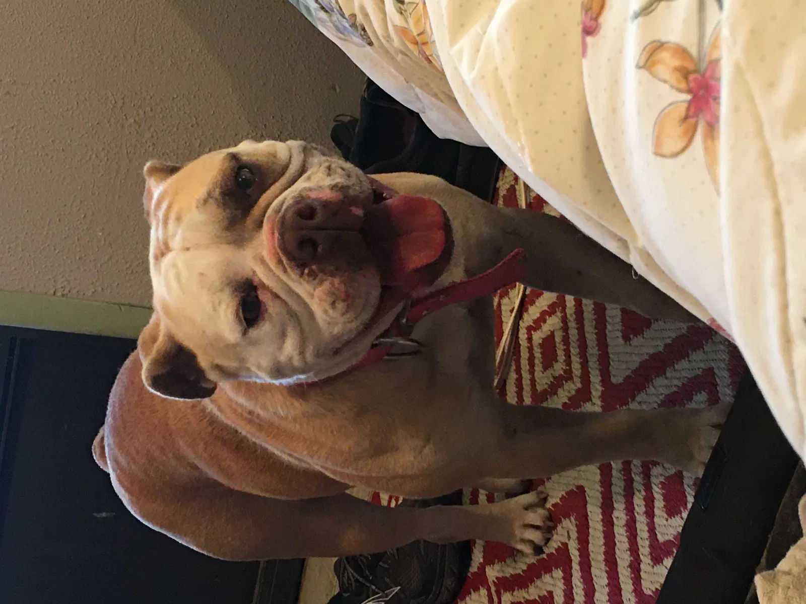 Lost dog in Cedar Creek, TX, 78612