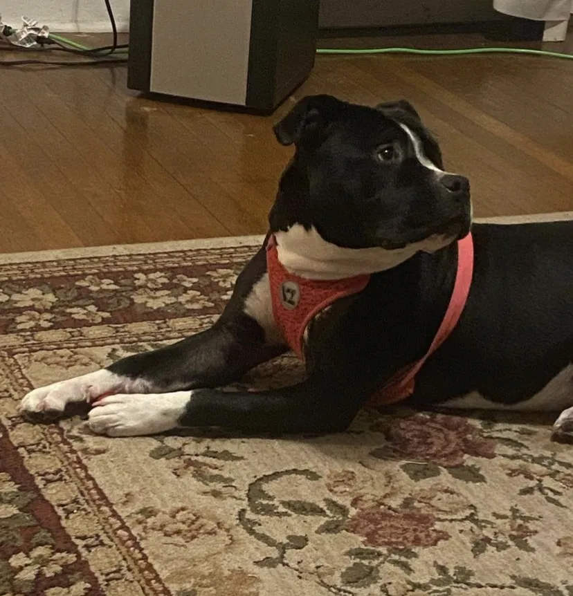 Lost dog in Lebanon, KY, 40033