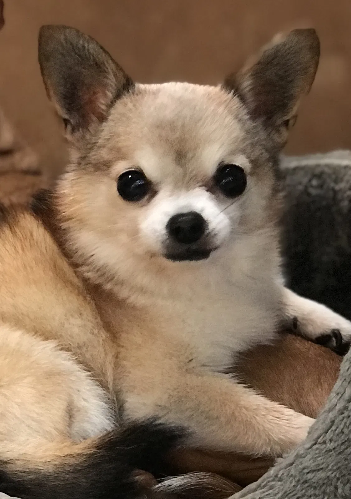 Lost dog in Compton, CA, 90220