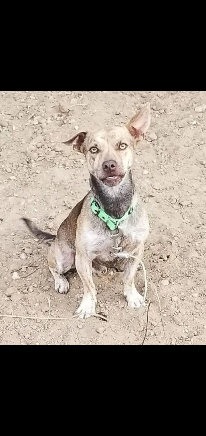 Lost dog in Westminster, CO, 80030