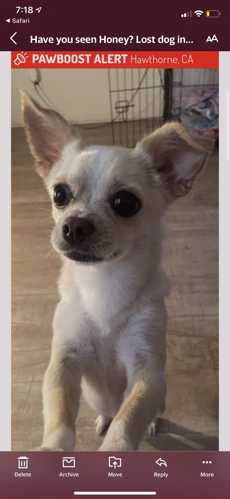 Lost dog in Hawthorne, CA, 90250