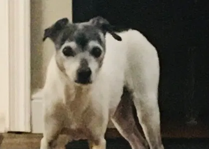 Lost dog in Deerfield Beach, FL, 33442