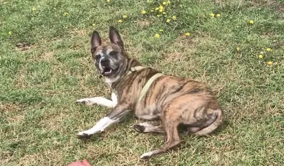 Lost dog in Grand Prairie, TX, 75052