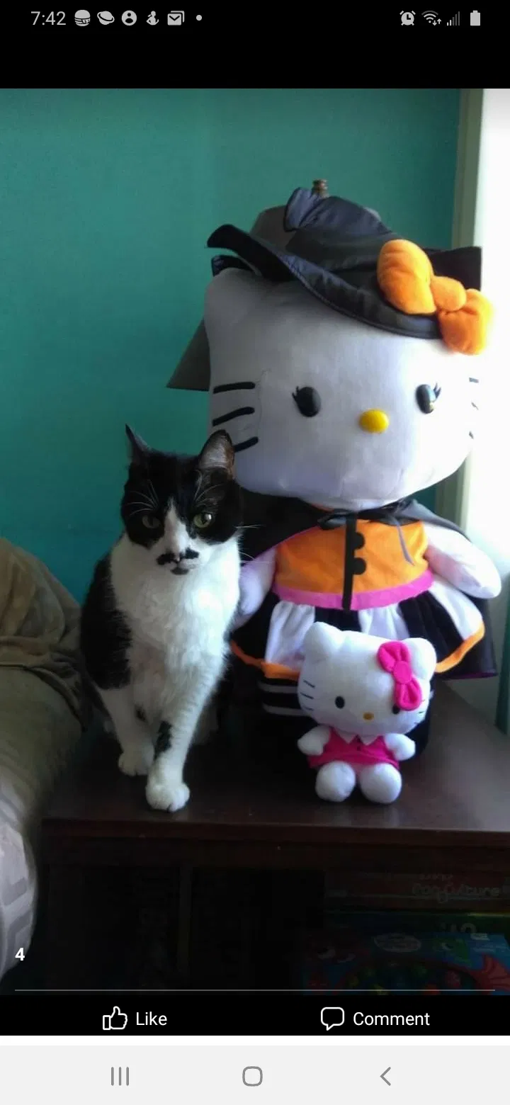 Lost cat in Hudson, FL, 34667