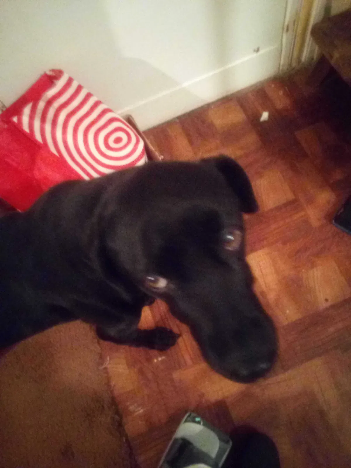 Lost dog in Pittsburgh, PA, 15207