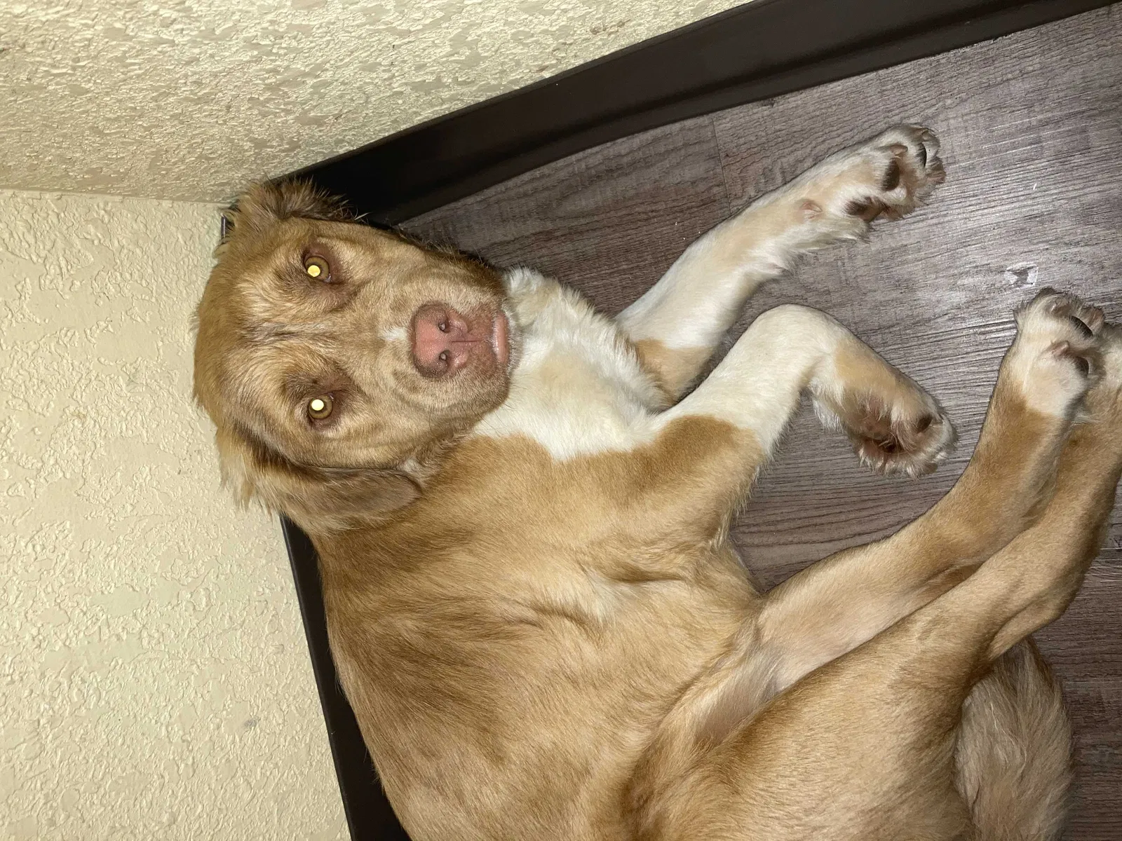 Lost dog in Rock Hill, SC, 29731