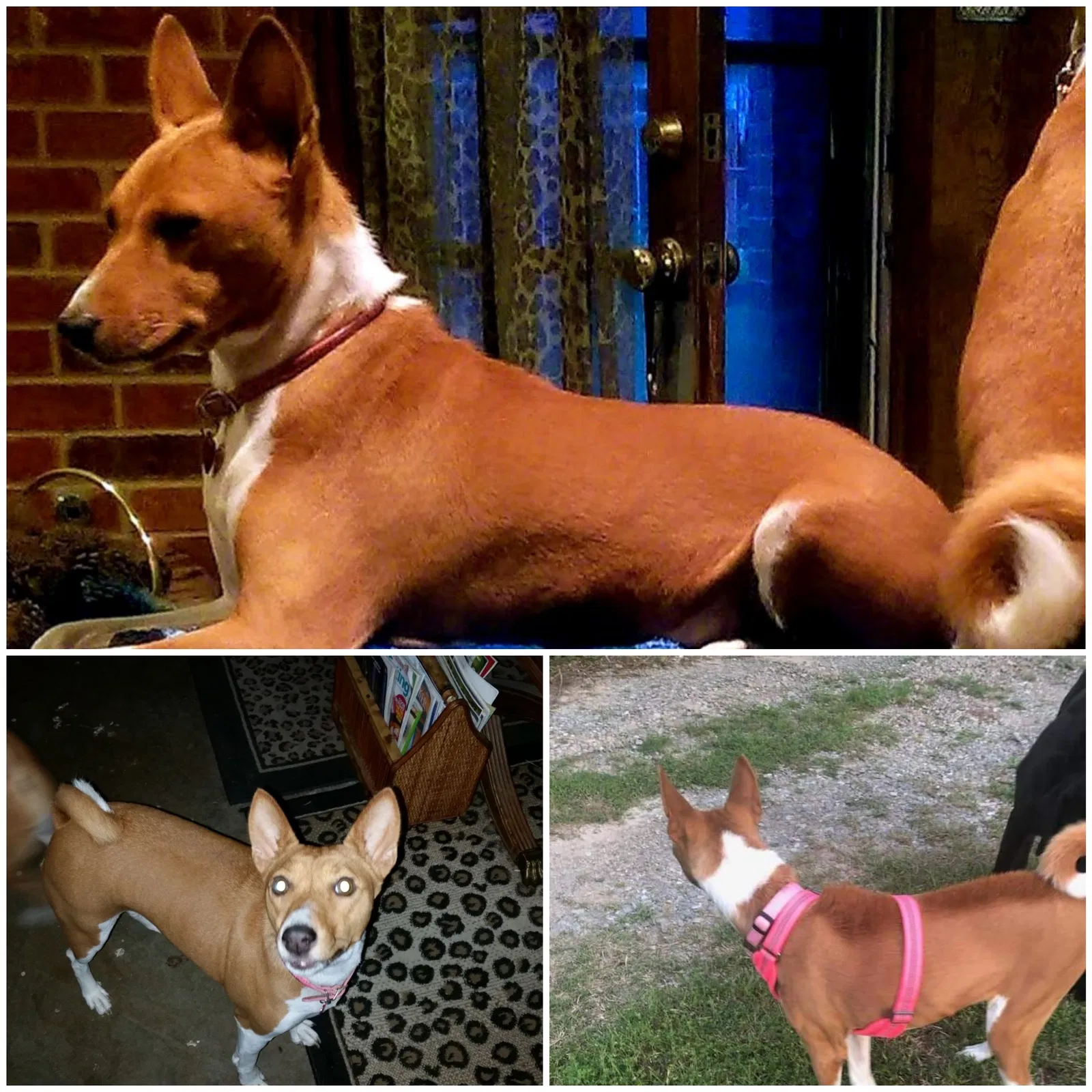 Lost dog in Unknown, TX, 76418