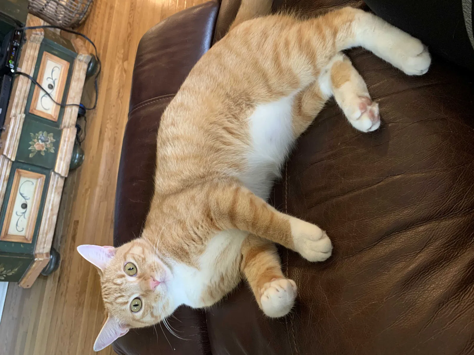 Lost cat in Hixson, TN, 37343