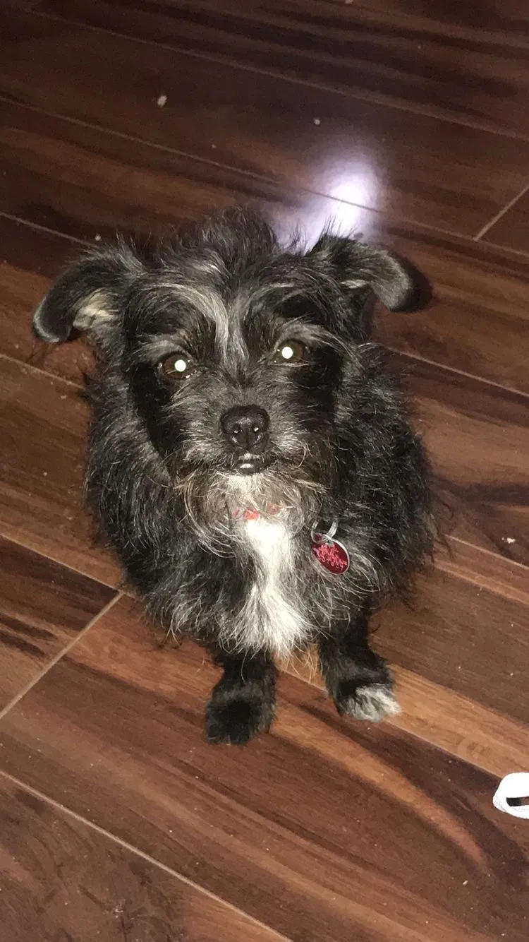 Lost dog in Reno, NV, 89506