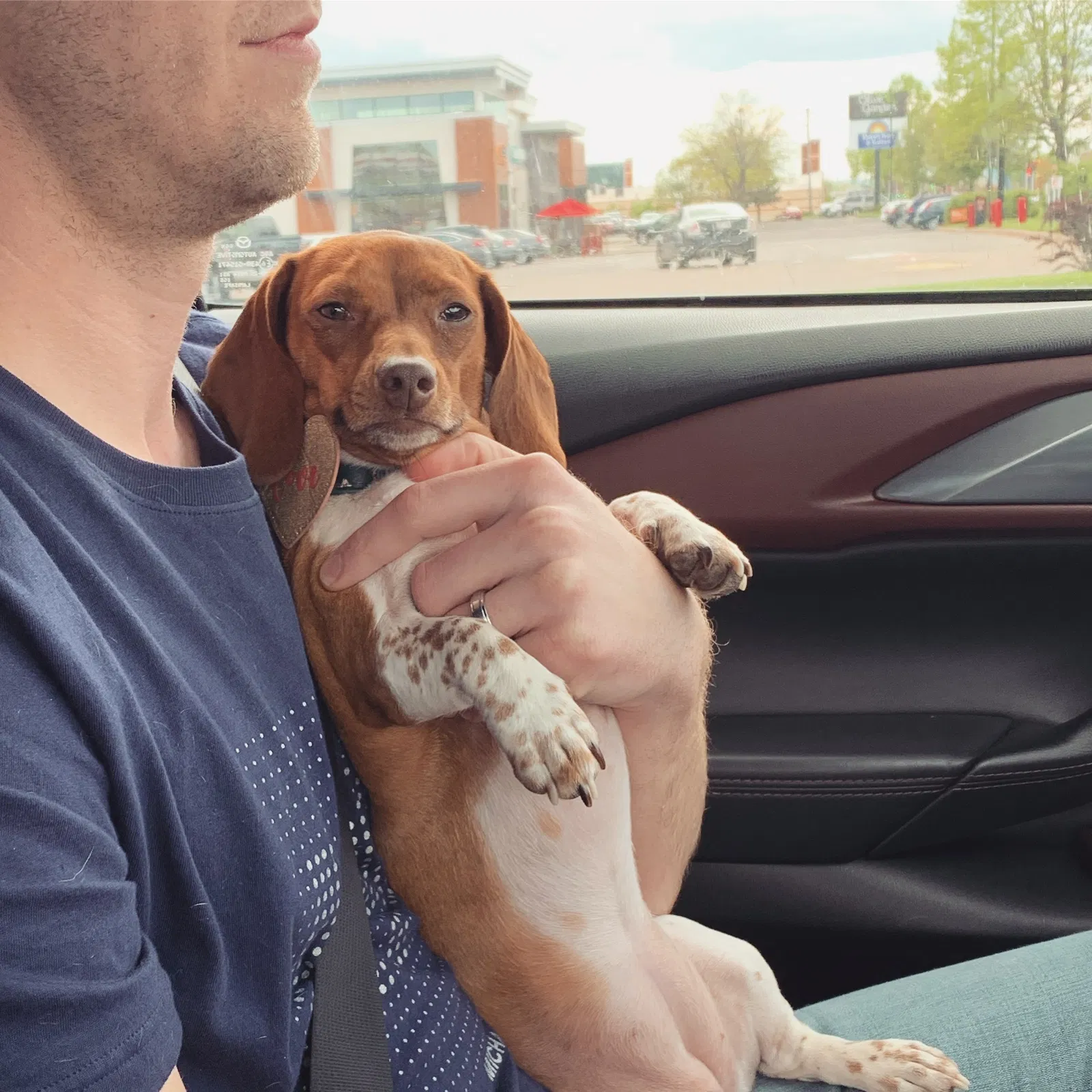 Lost dog in Onalaska, WI, 54650