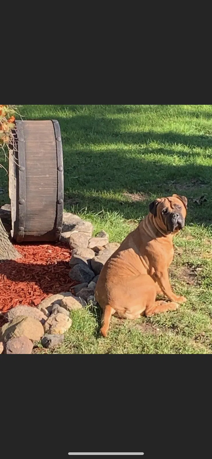 Lost dog in Hammond, IN, 46320