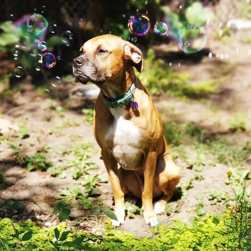 Lost dog in Des Moines, IA, 50317