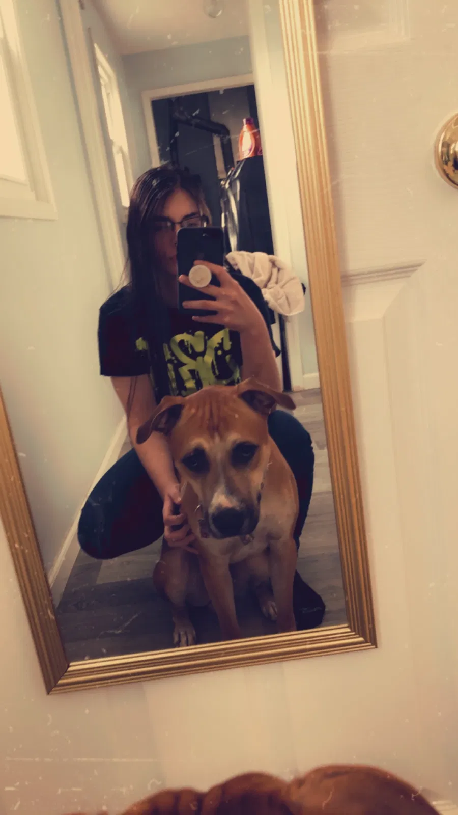 Lost dog in Hollansburg, OH, 45332