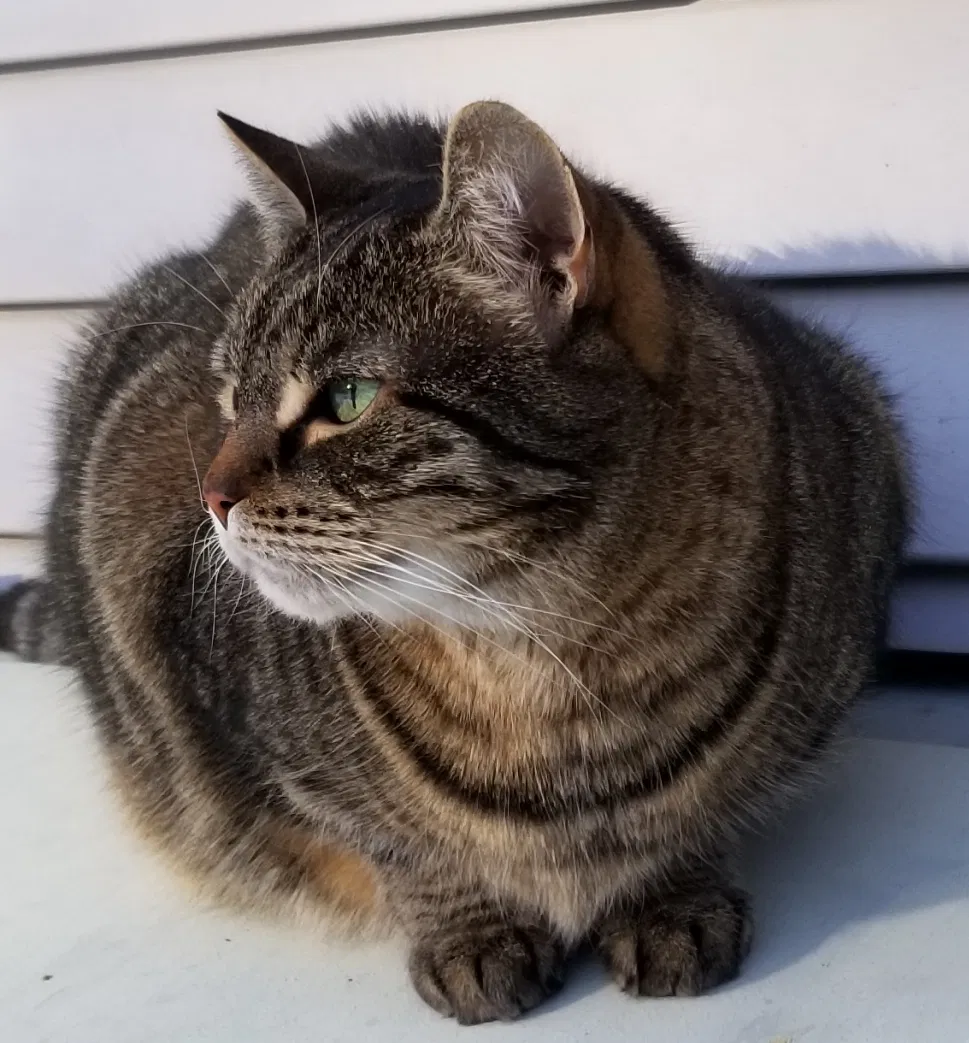 Lost cat in West Sand Lake, NY, 12196