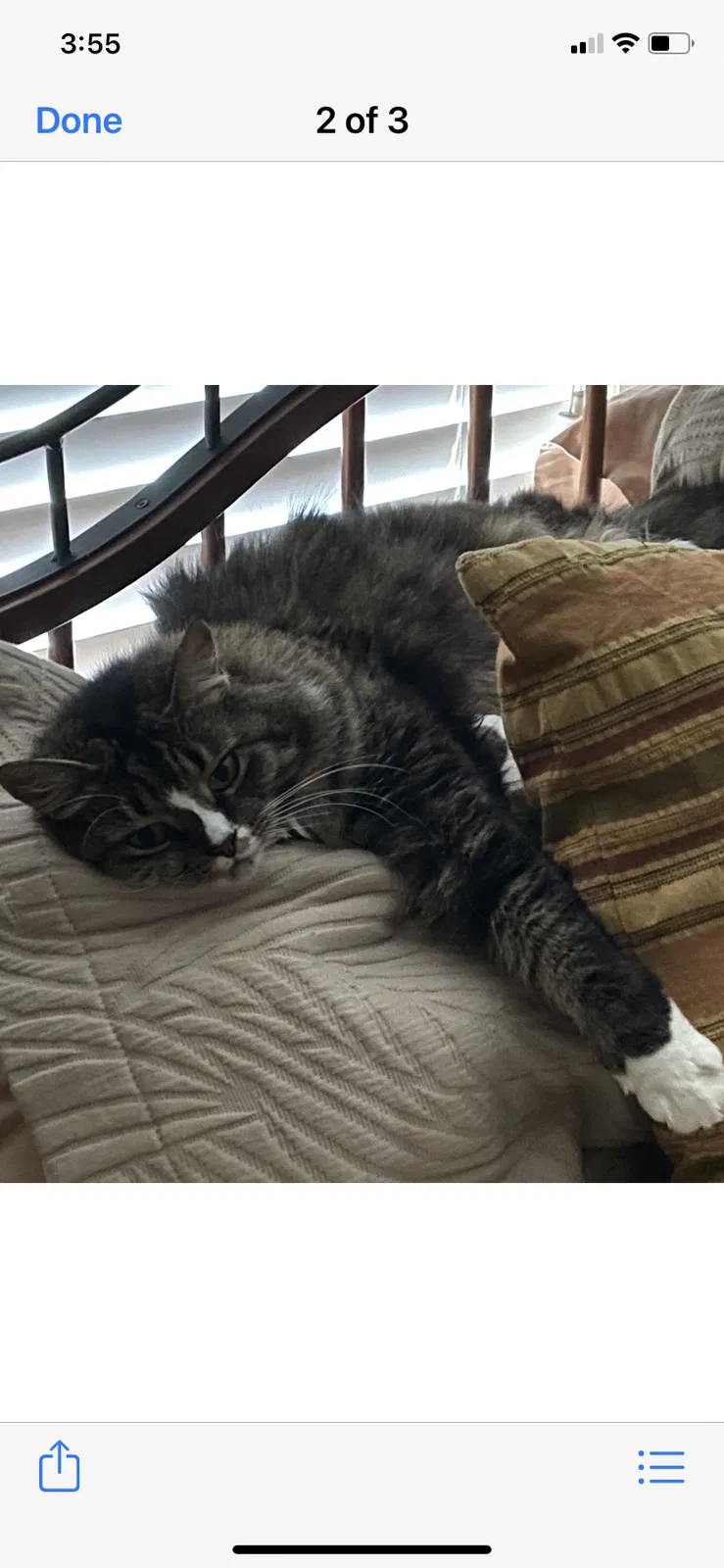 Lost cat in Atlanta, GA, 30350