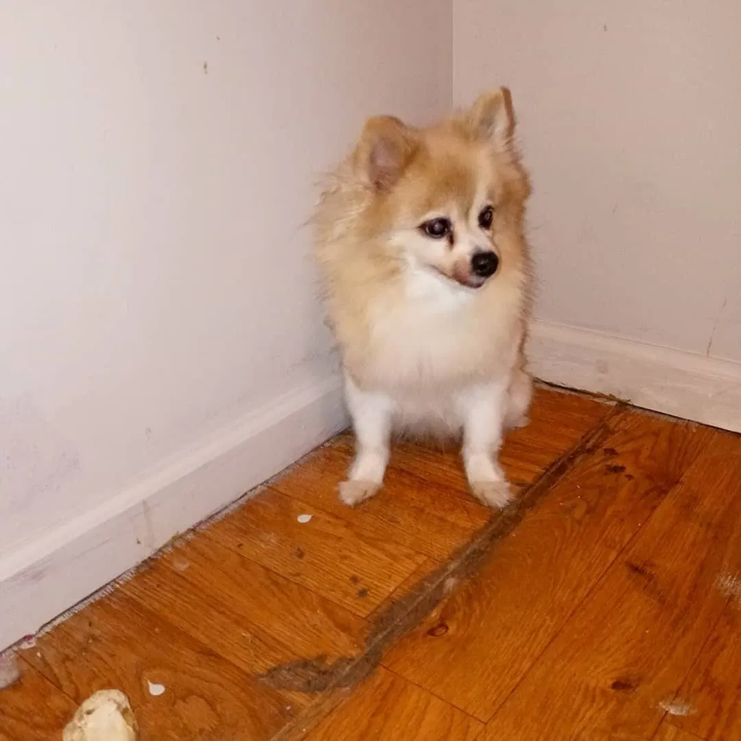 Lost dog in Jackson, MS, 39203