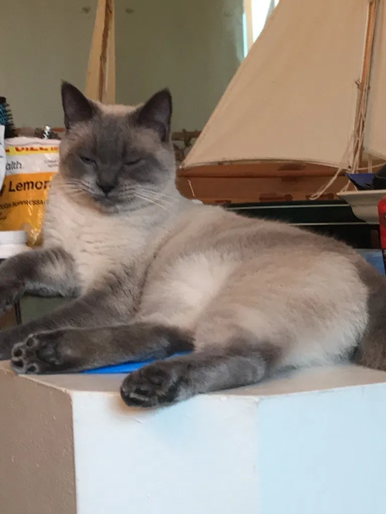 Lost cat in Pickerington, OH, 43147