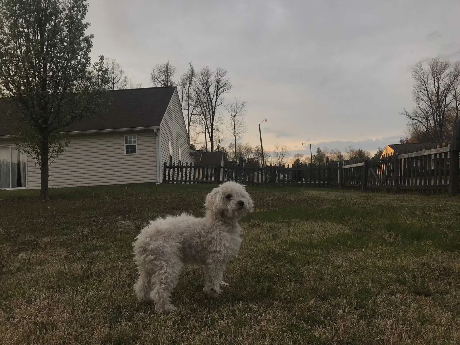 Lost dog in Winston Salem, NC, 27106