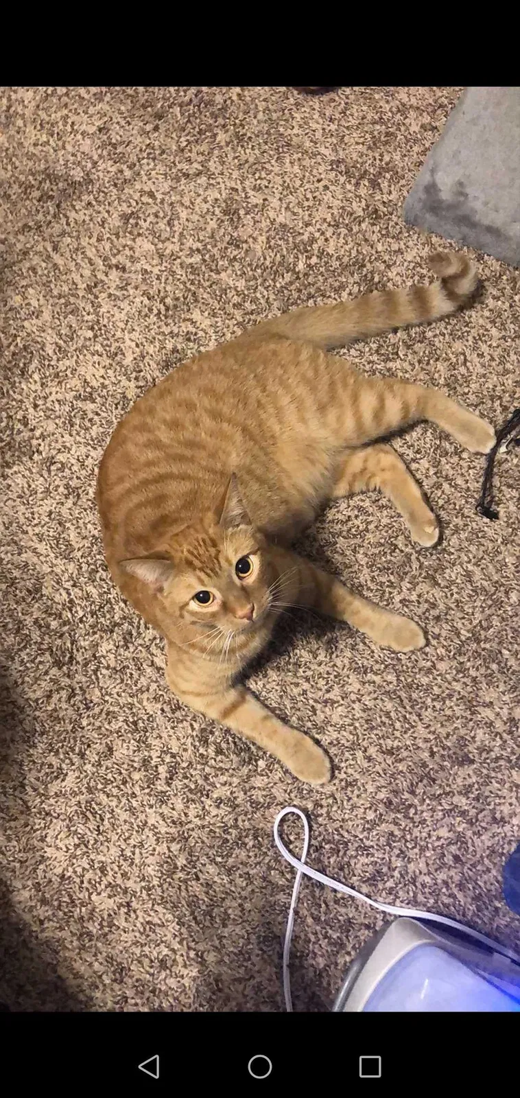 Lost cat in Woodward, OK, 73801
