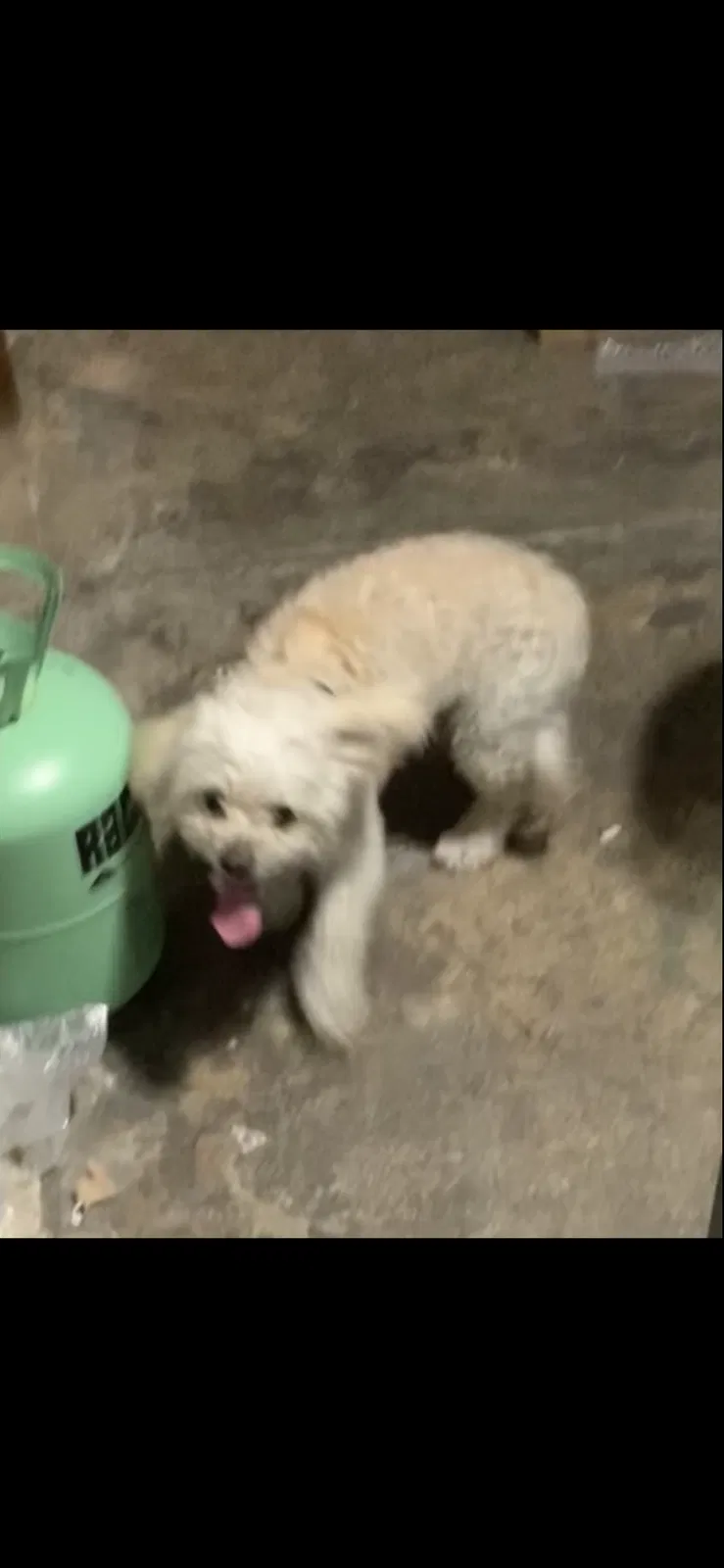 Lost dog in Anaheim, CA, 92805