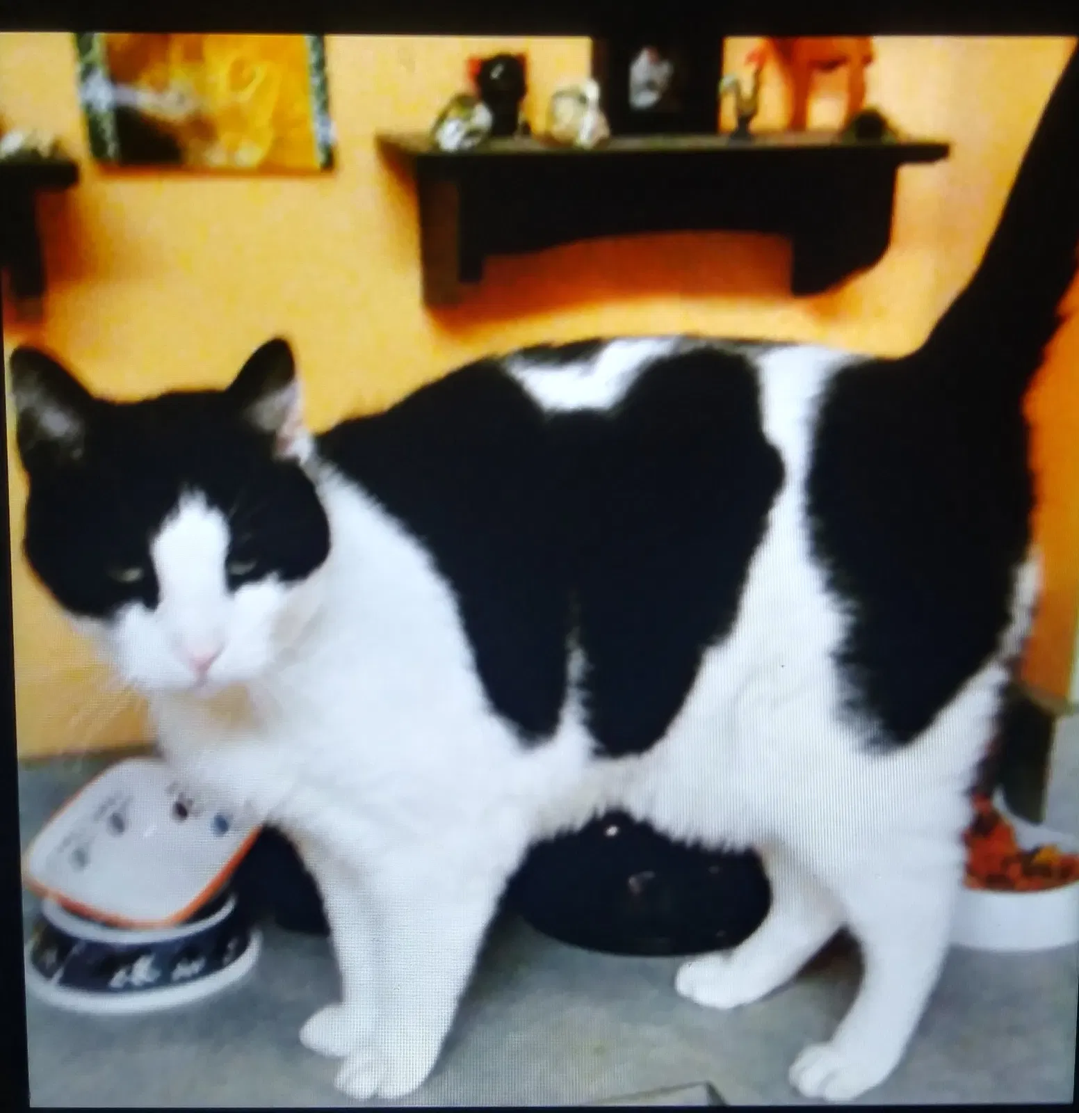 Lost cat in Ridley Park, PA, 19078