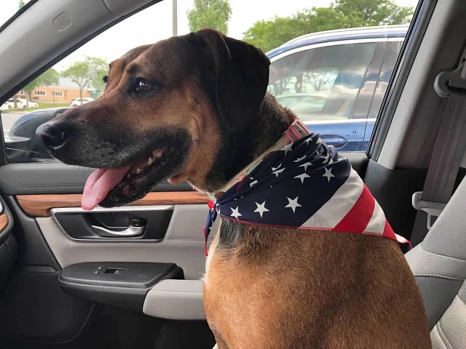 Lost dog in Slatington, PA, 18080