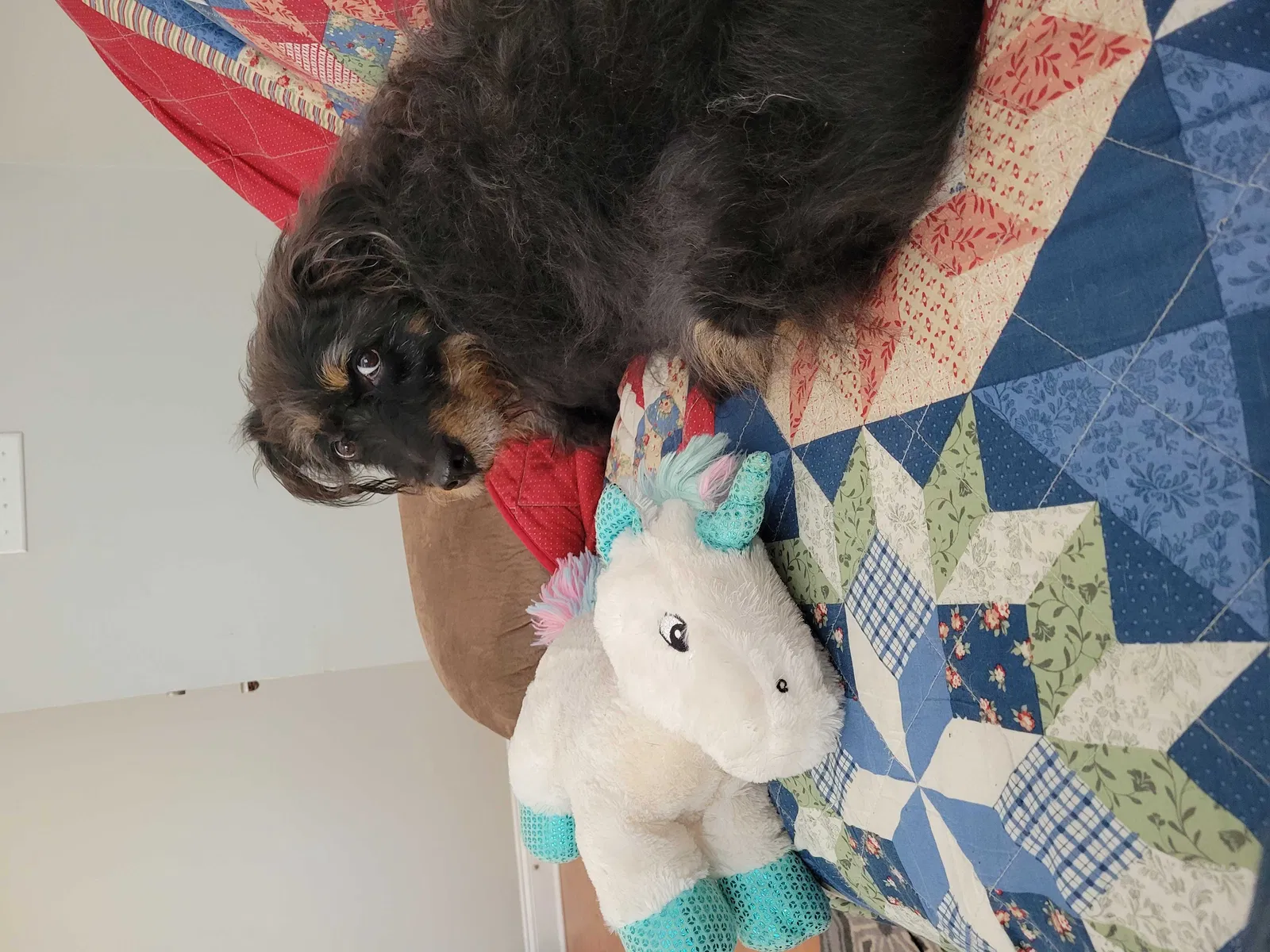 Lost dog in Savannah, GA, 31401