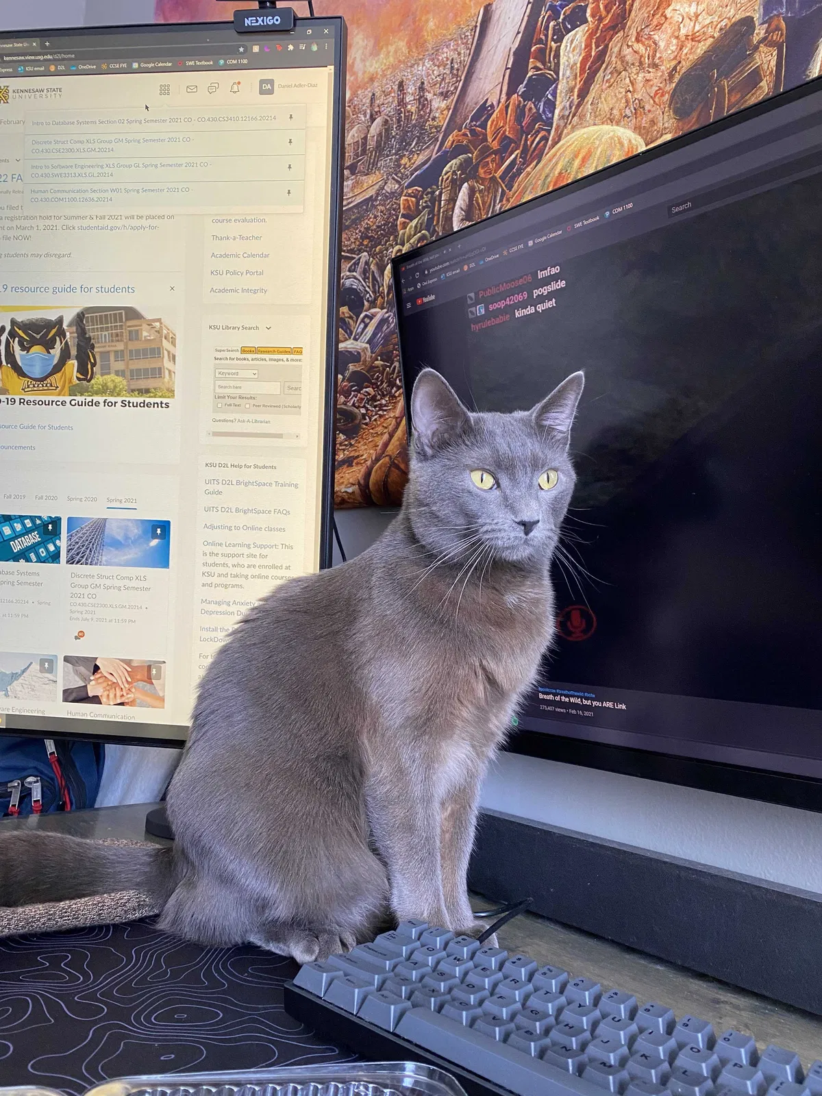 Lost cat in Powder Springs, GA, 30127