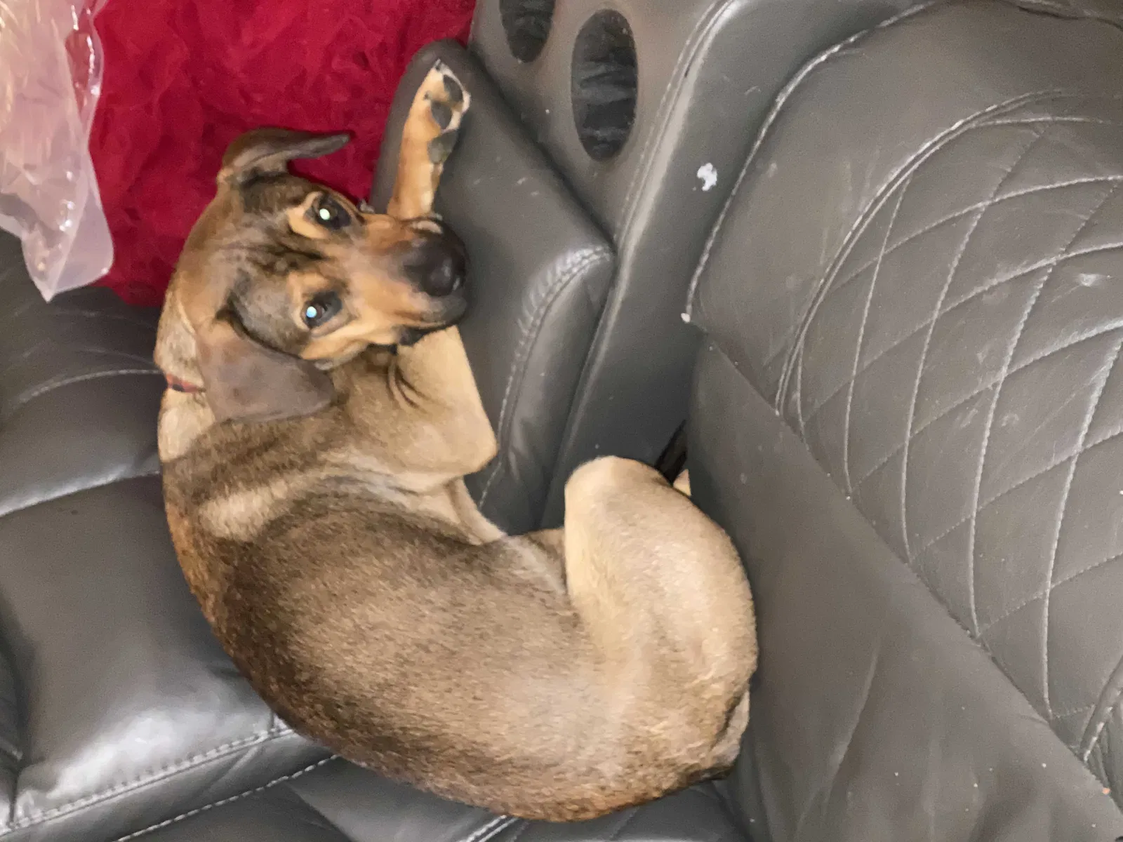 Lost dog in Indianapolis, IN, 46203