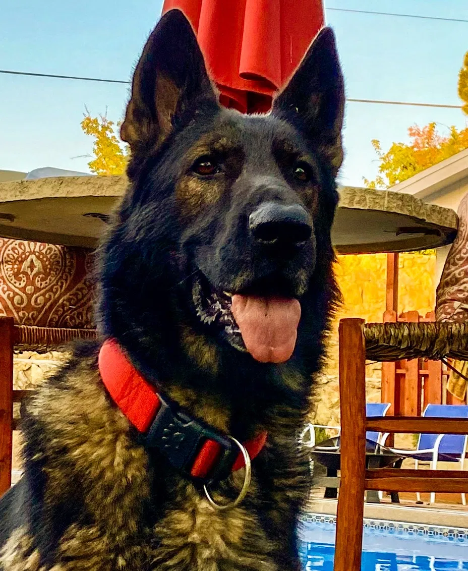 Lost dog in Las Cruces, NM, 88005