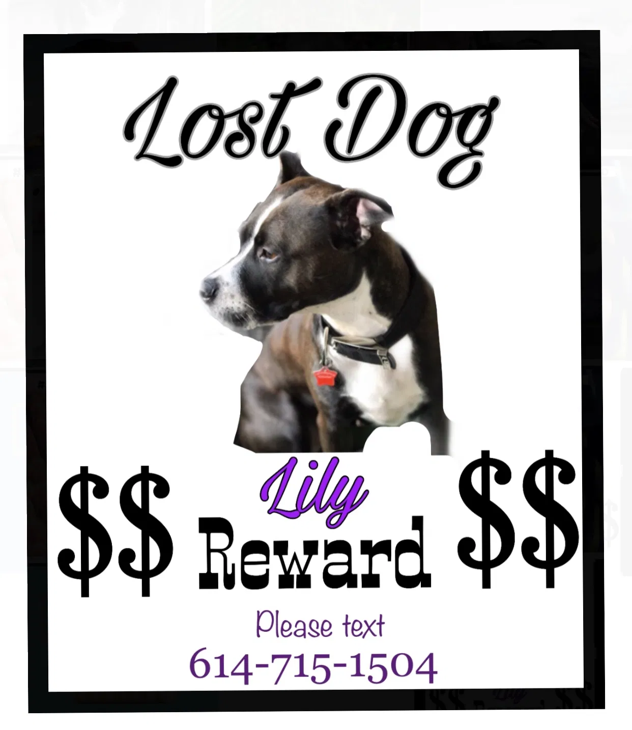 Lost dog in Columbus, OH, 43201